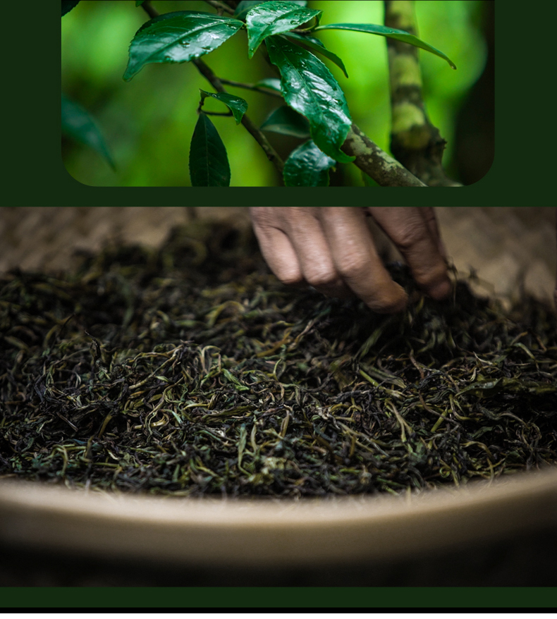 黑茶加盟,黑茶批发,黑茶代理,黑茶厂家,黑茶定制 (11)